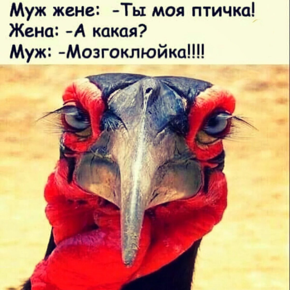 Птичка мозгоклюйка