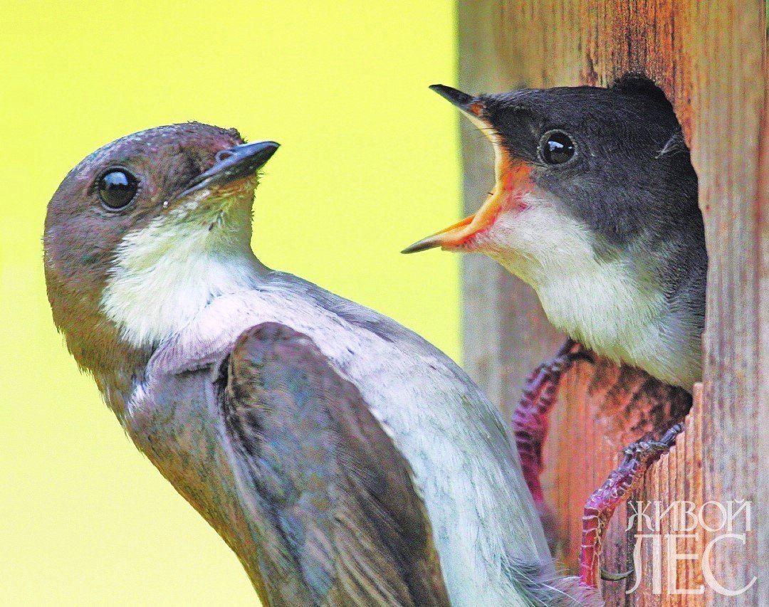 Синица мозгоклюйка
