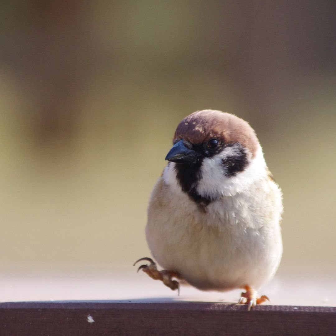 Абиссинский рогатый ворон