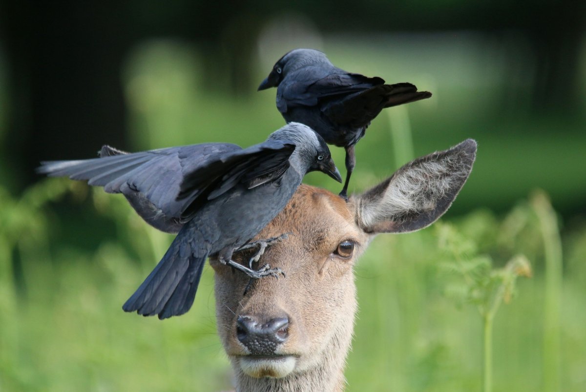 Птичка заёбушек