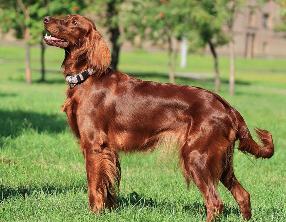 Робот по имени Чаппи