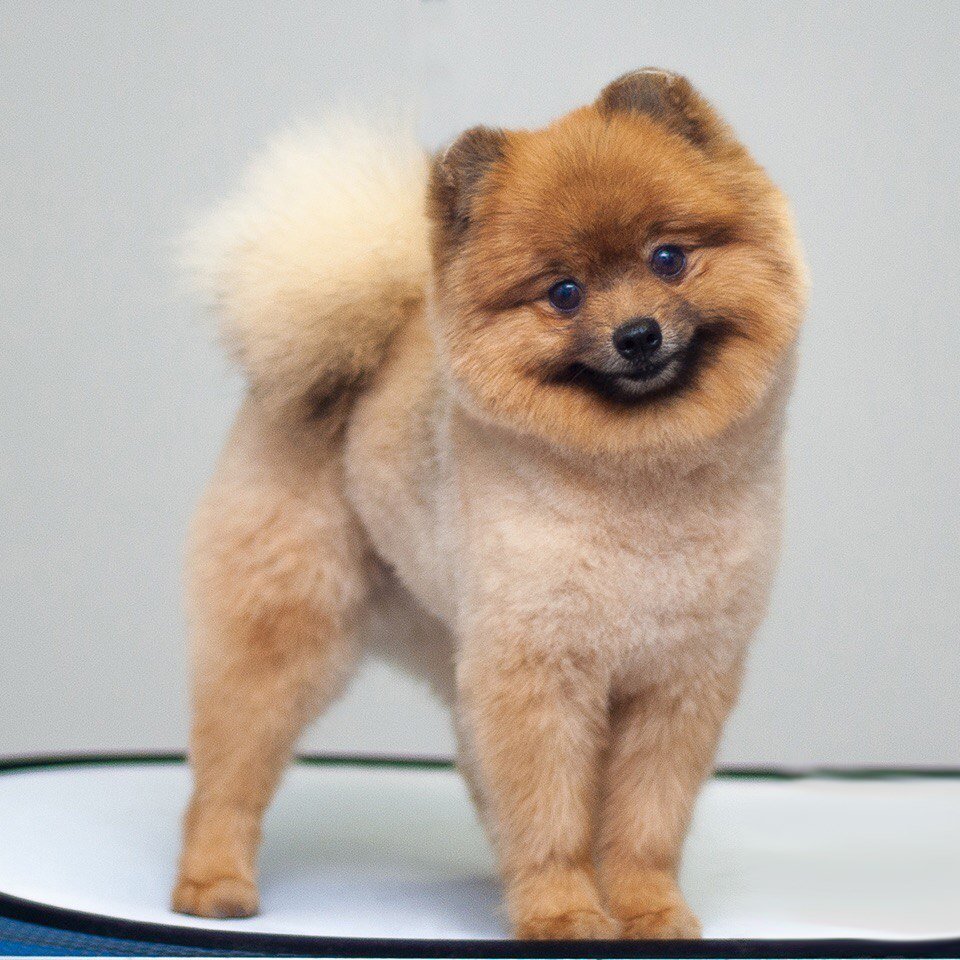 Остевой шпиц