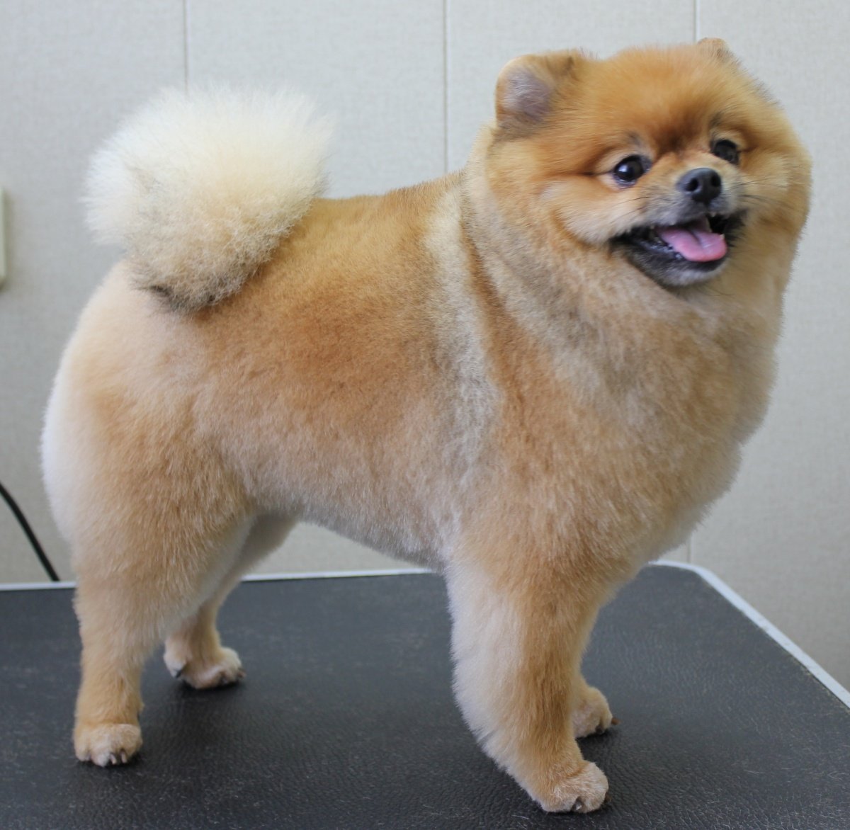 Померанский шпиц Boo