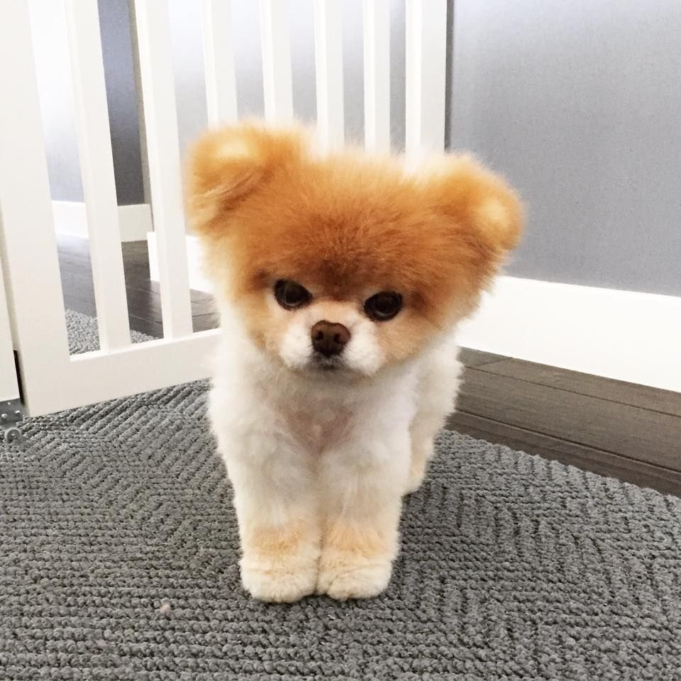 Померанский шпиц стрижка