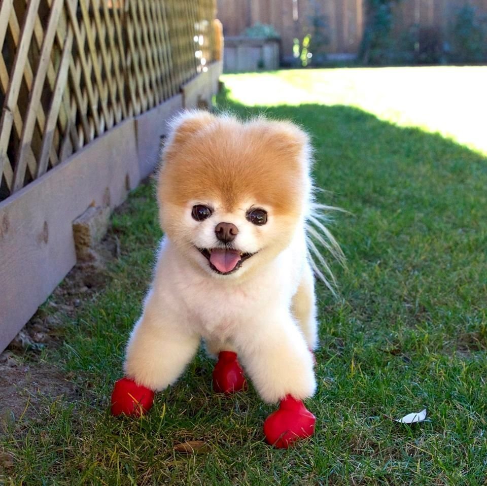 Померанский шпиц выставочный