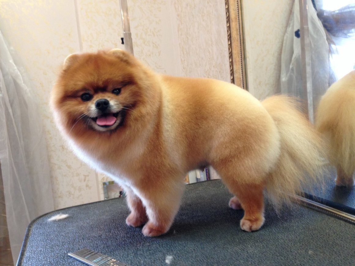 Померанский шпиц груминг