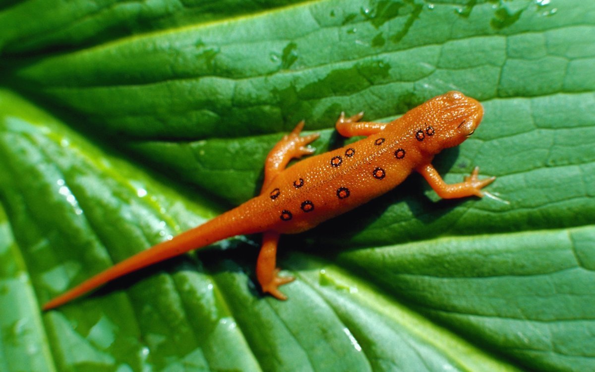 Аквариумный Тритон