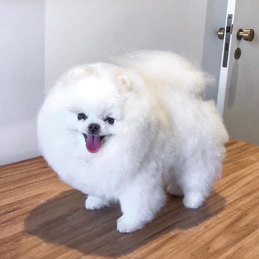 Померанский шпиц Тедди