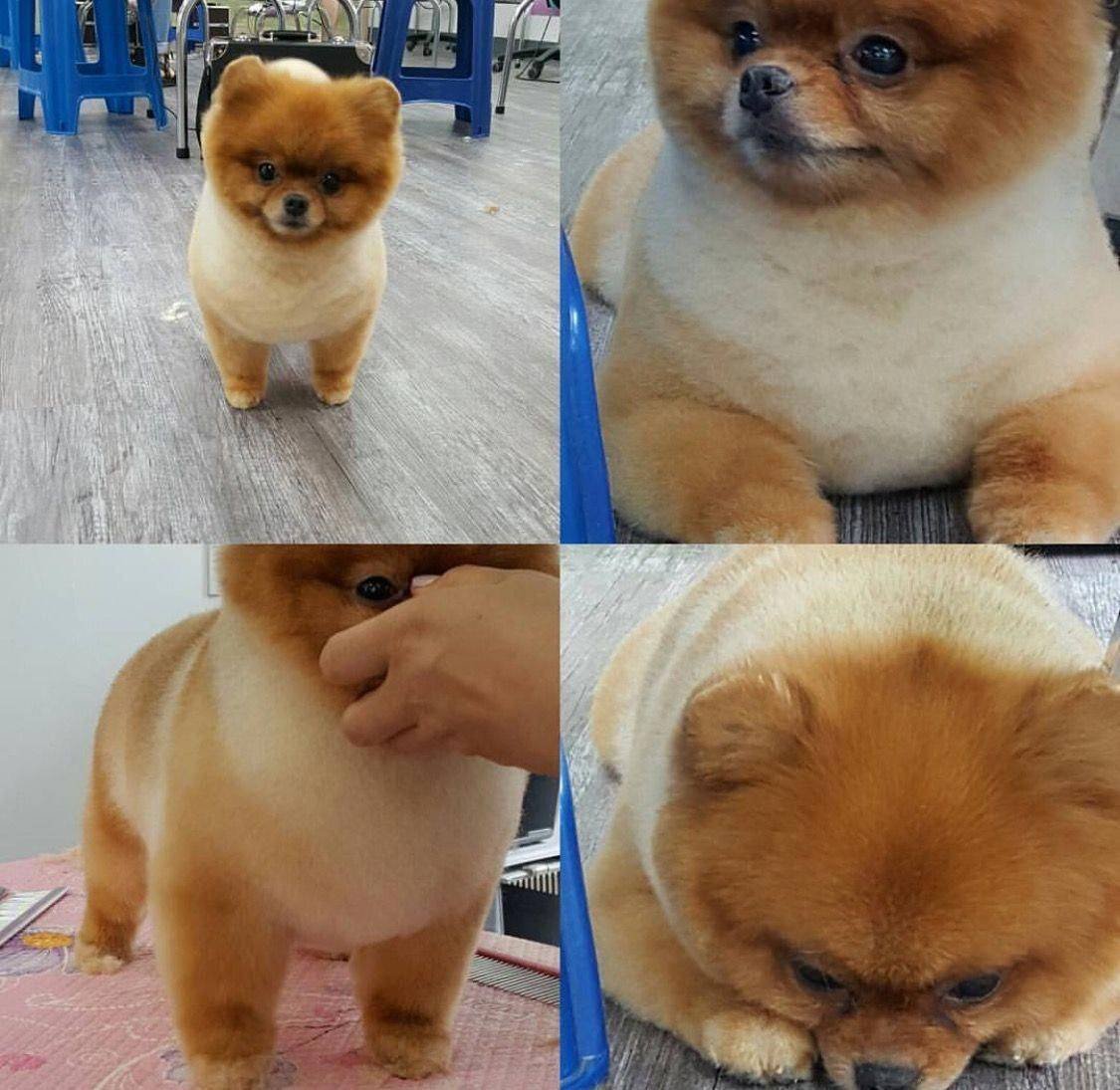 Груминг шпица под медвежонка