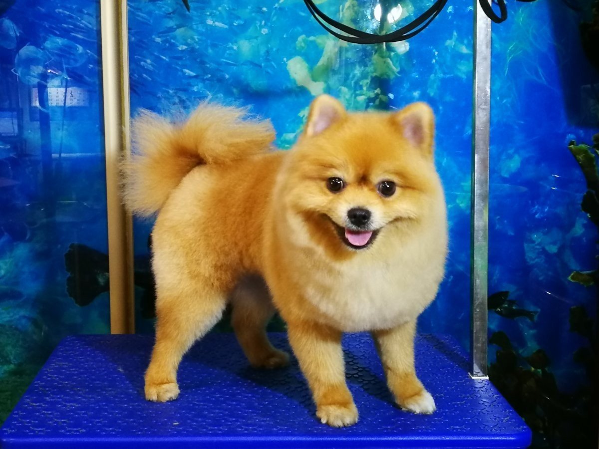 Померанский шпиц стриженный