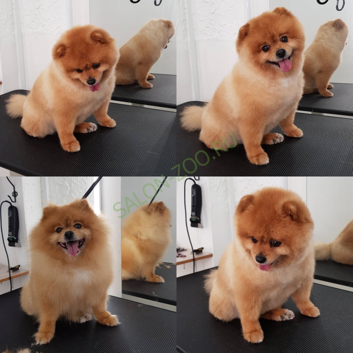 Стрижка шпица под лисичку