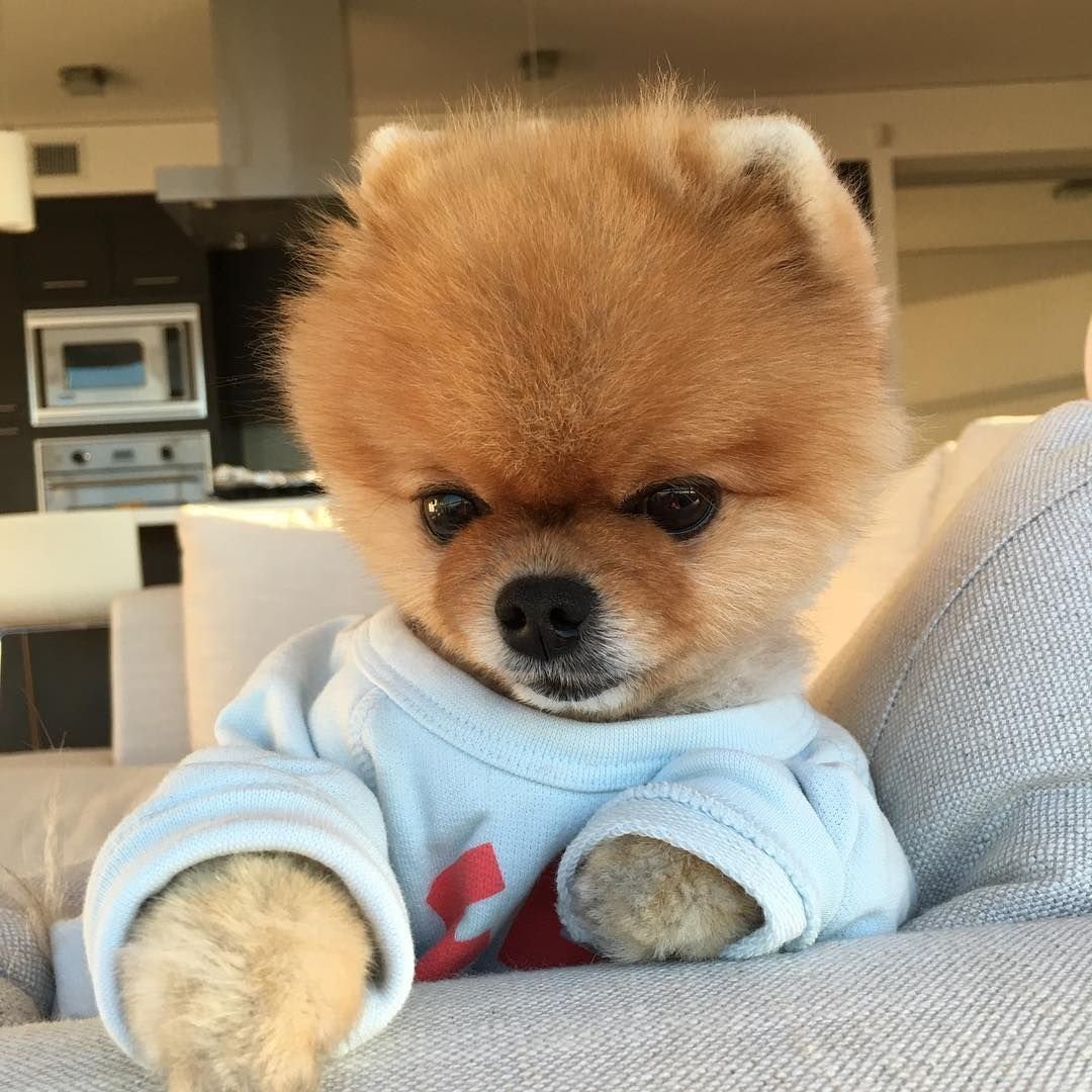 Шпиц батон стрижка