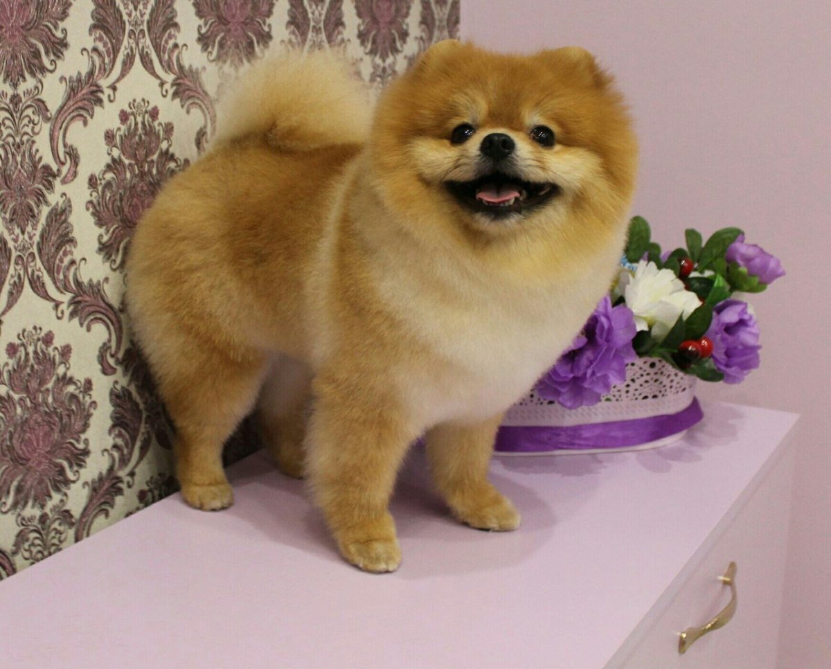 Стрижка померанского шпица под медвежонка