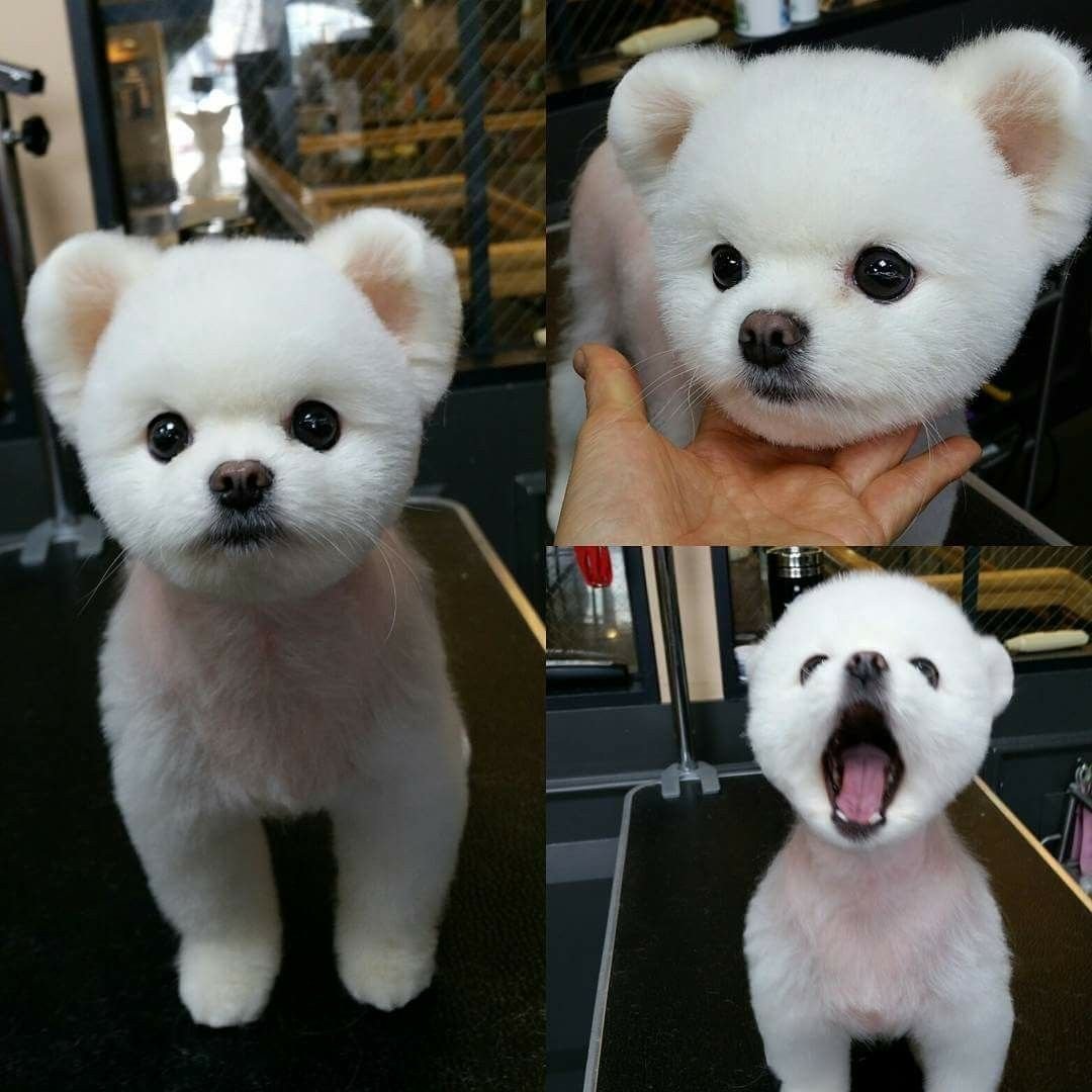 Груминг шпица мишка