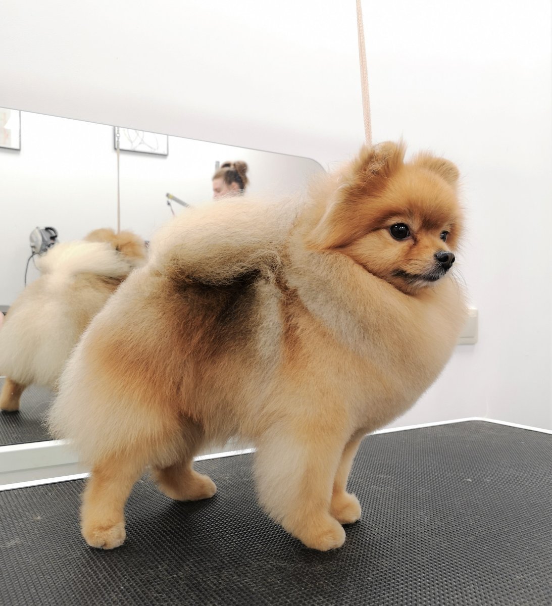 Померанский шпиц корейский