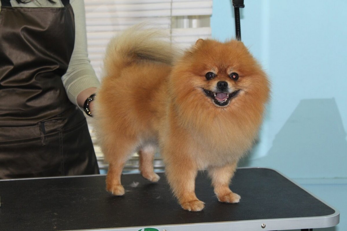 Выставочная стрижка шпица