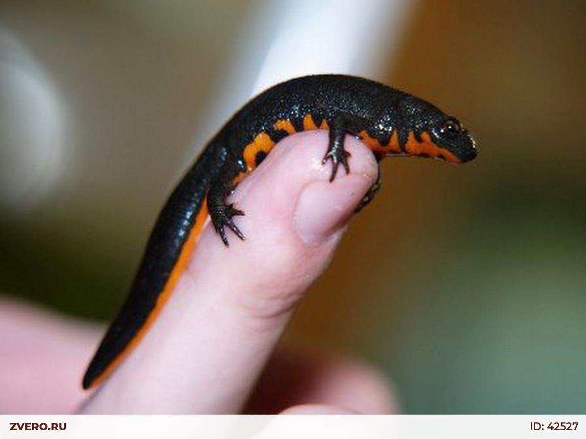 Краснобрюхий Тритон