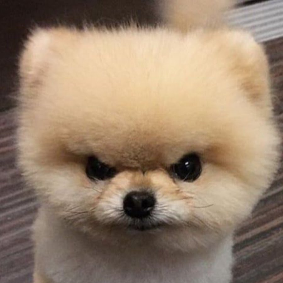 Злой померанский шпиц