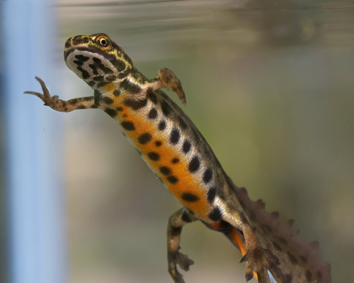 Обыкновенный Тритон (Triturus vulgaris)