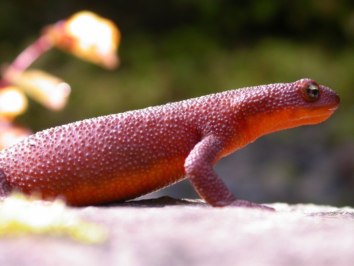 Смарагдовый сцинк