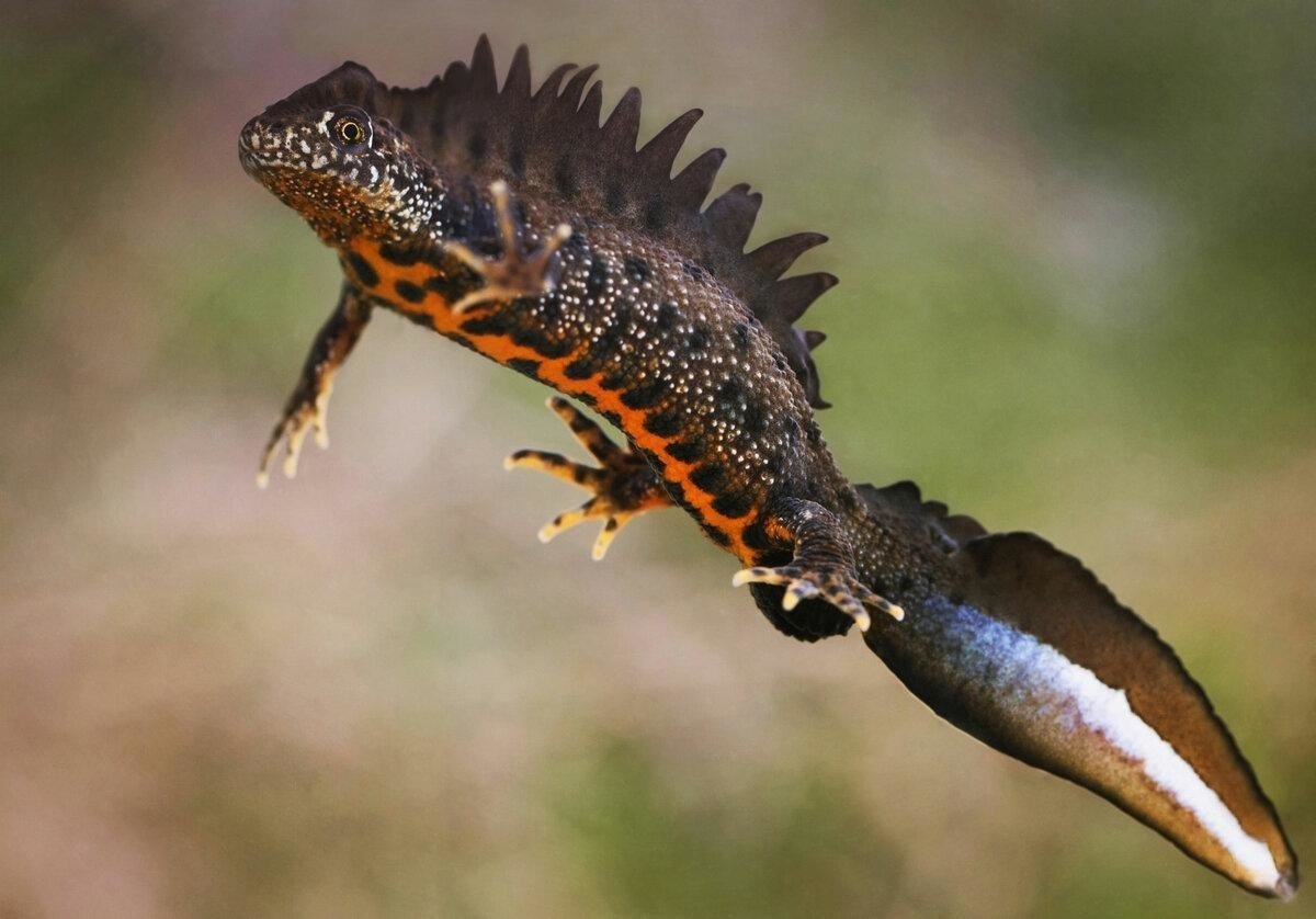 Гребенчатый Тритон Triturus cristatus (Laurenti, 1768)