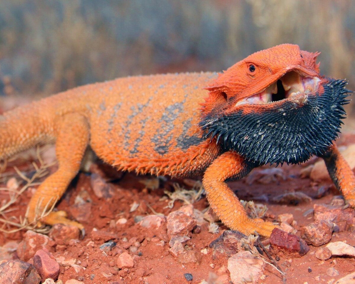 Бородатая агама красная