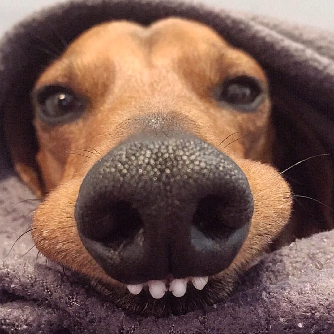 Бойцовская порода бультерьер