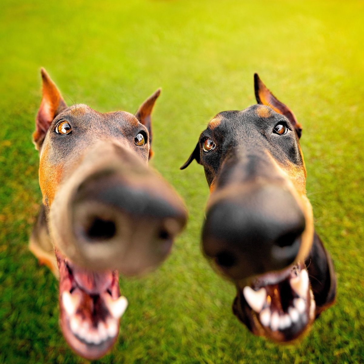 Русская псовая борзая скалится