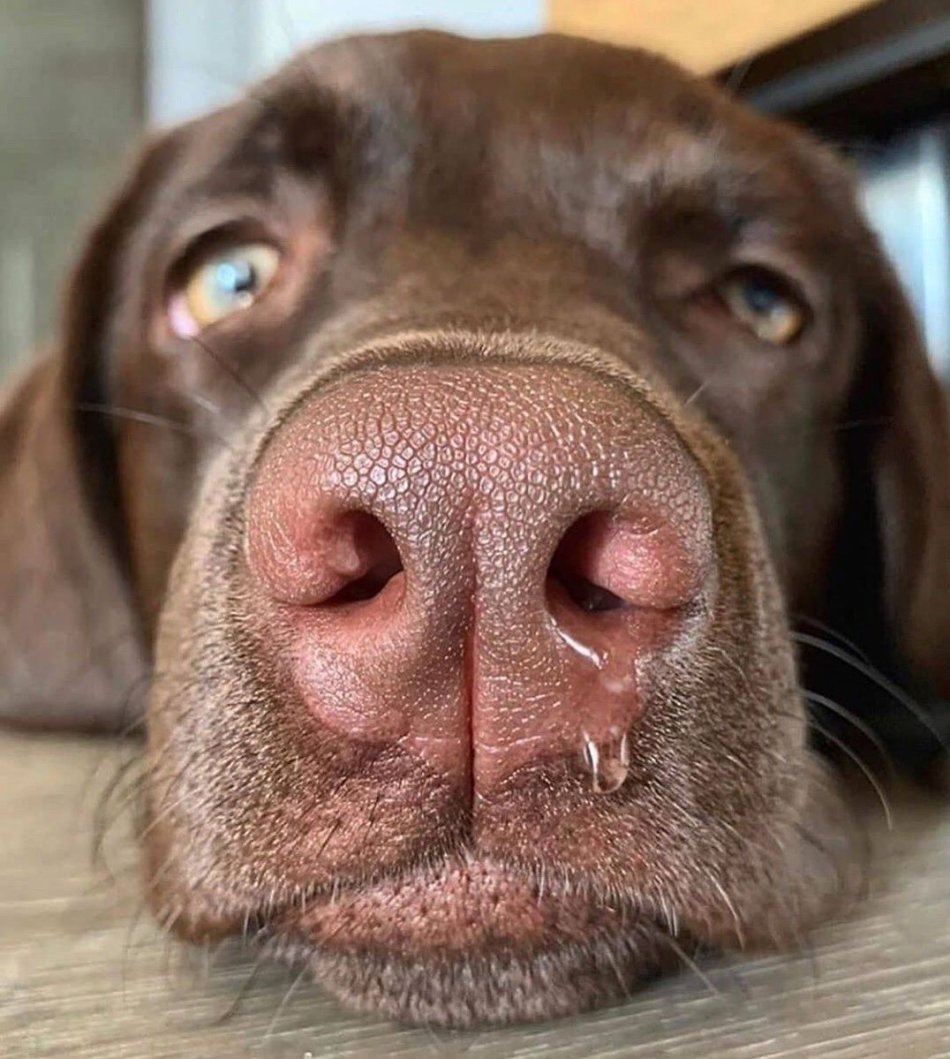 Русская псовая борзая нос