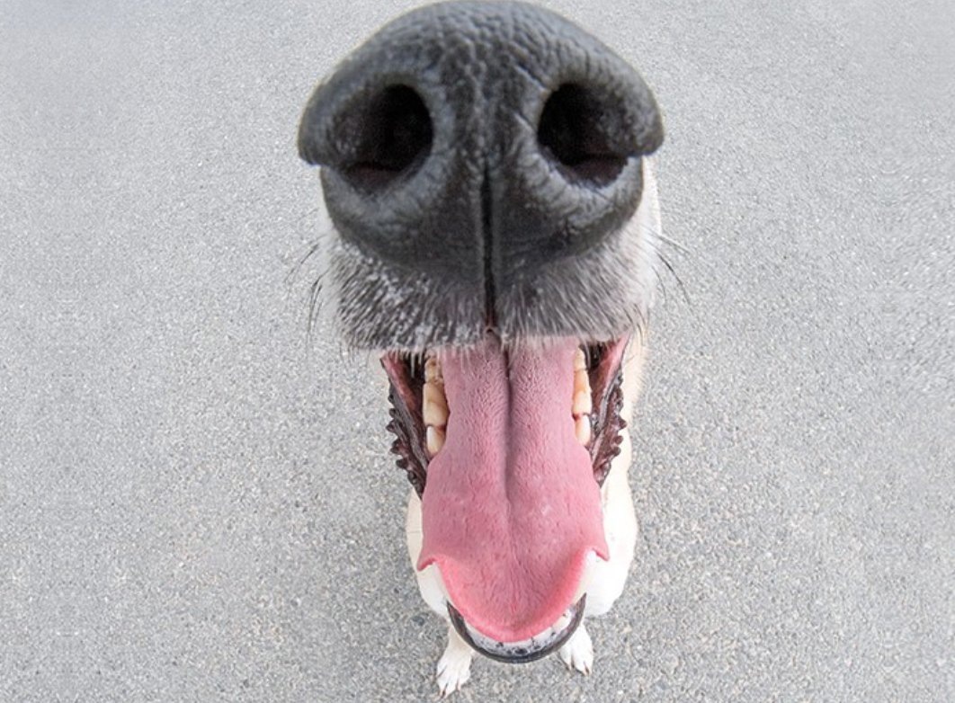 Веймаранер лабрадор