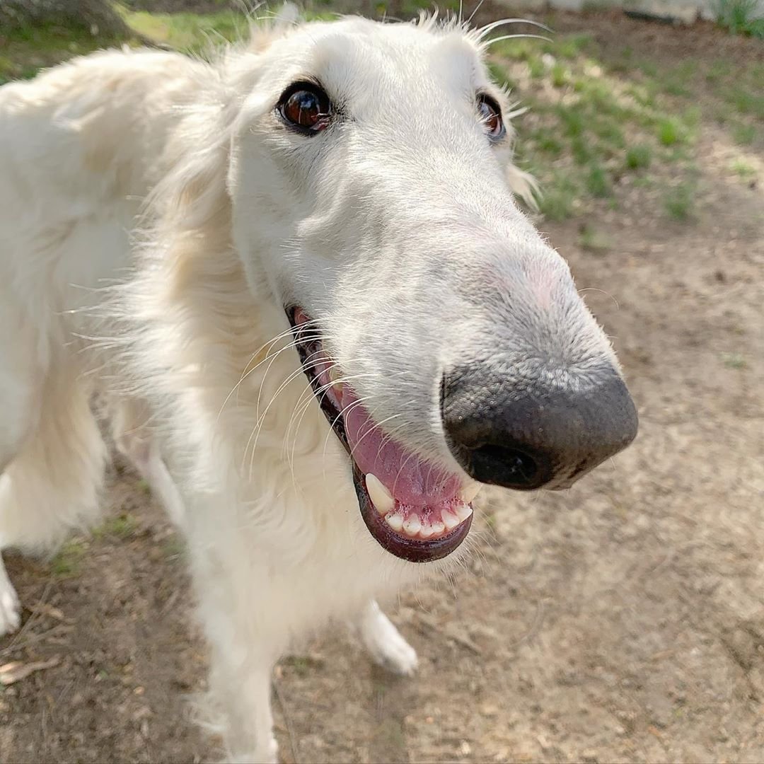 Упоротая собака