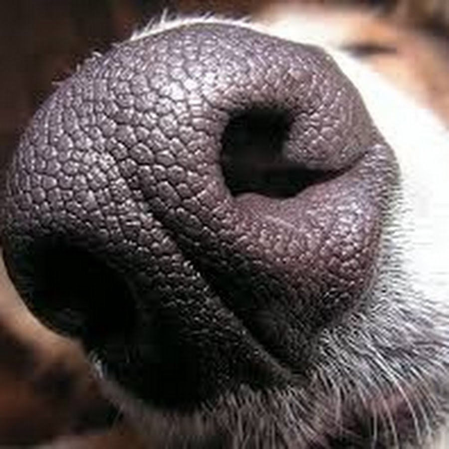 Русская псовая борзая Эрис