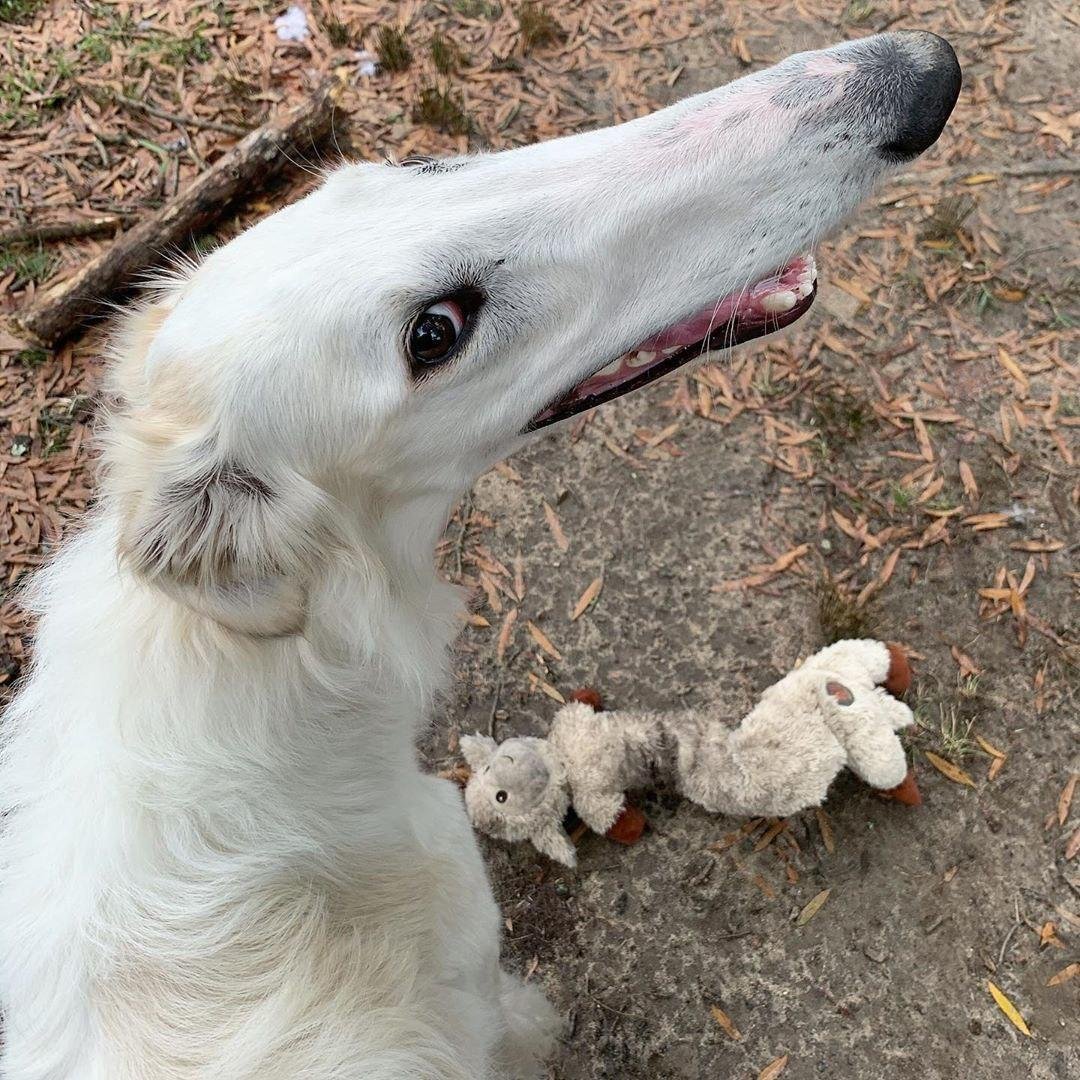 Русская борзая Эрис