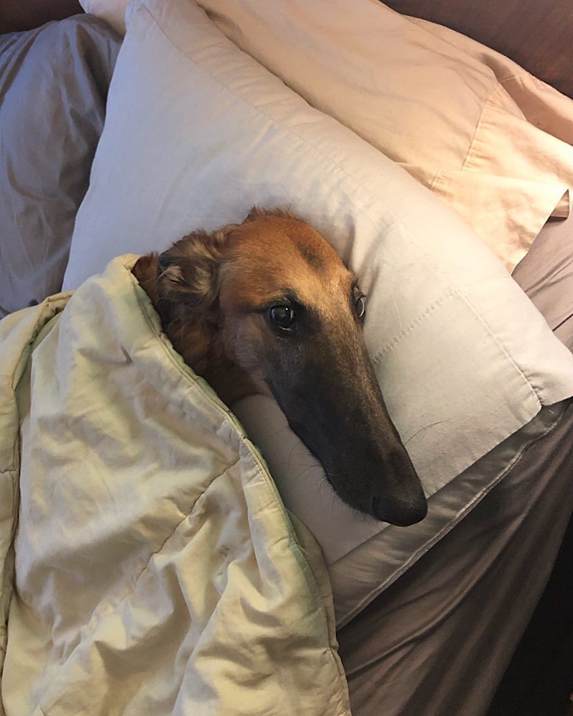 Эрис собака