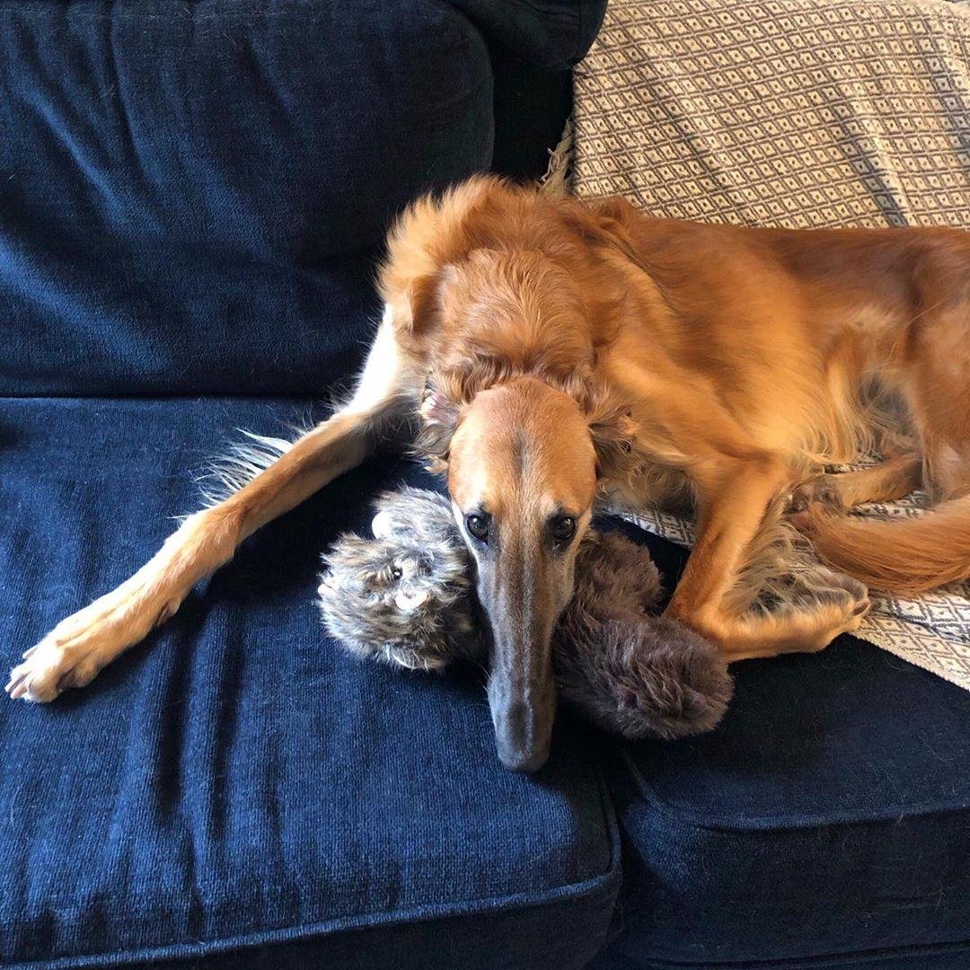 Позитивные собаки