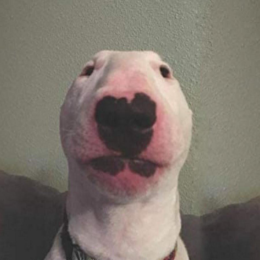 Глаза лабрадора ретривера