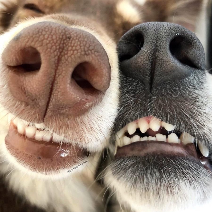 Русская борзая Эрис