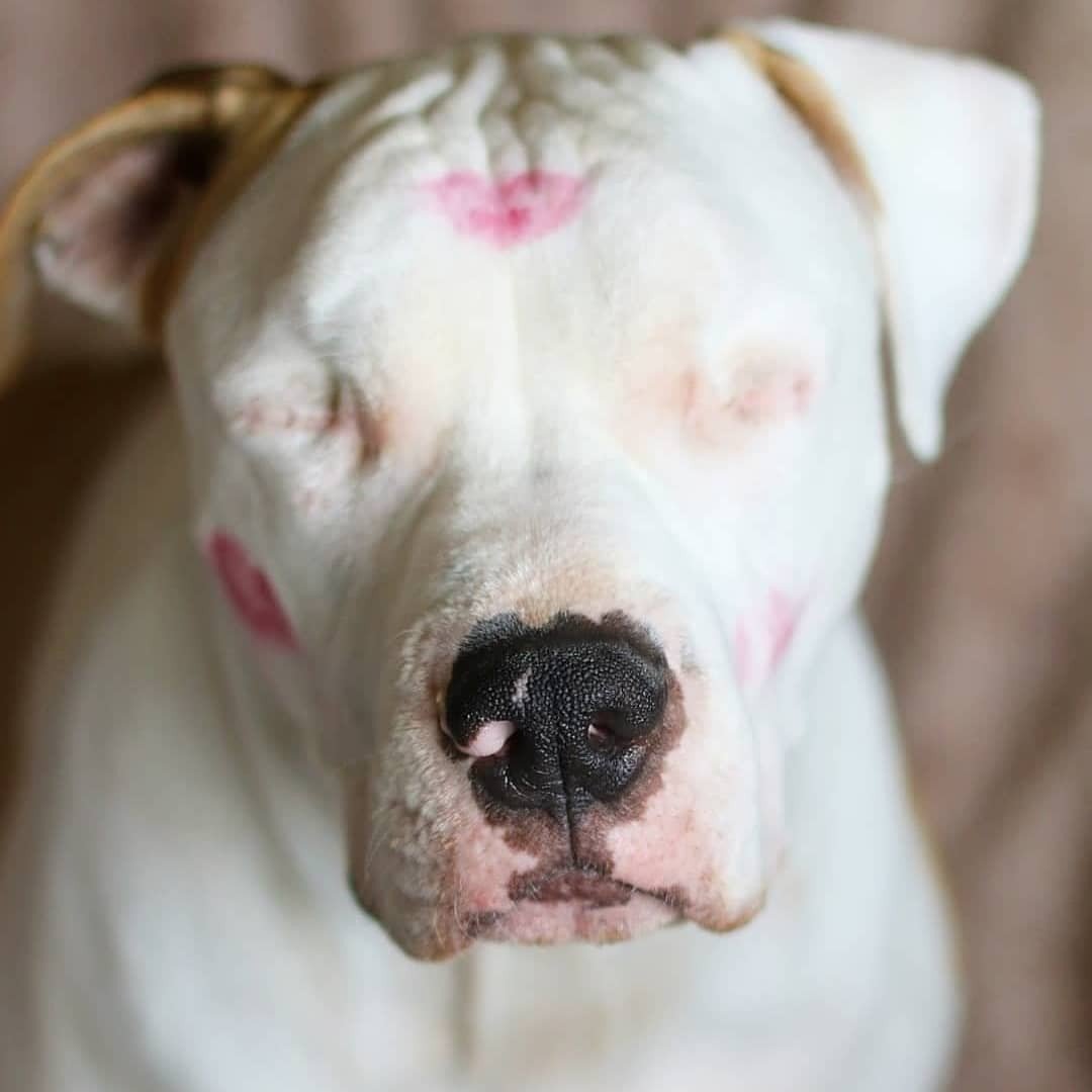 Пес с розовым носом