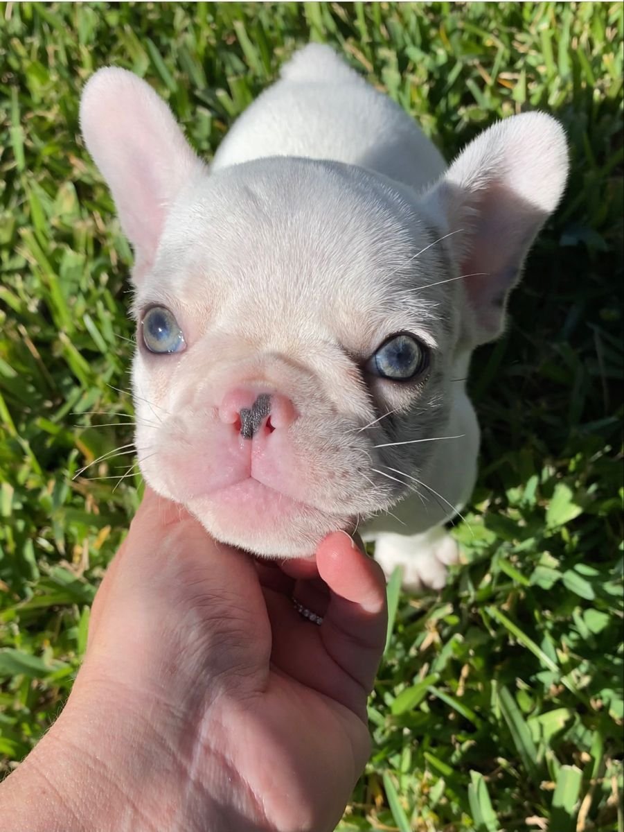 Французский бульдог Мерль