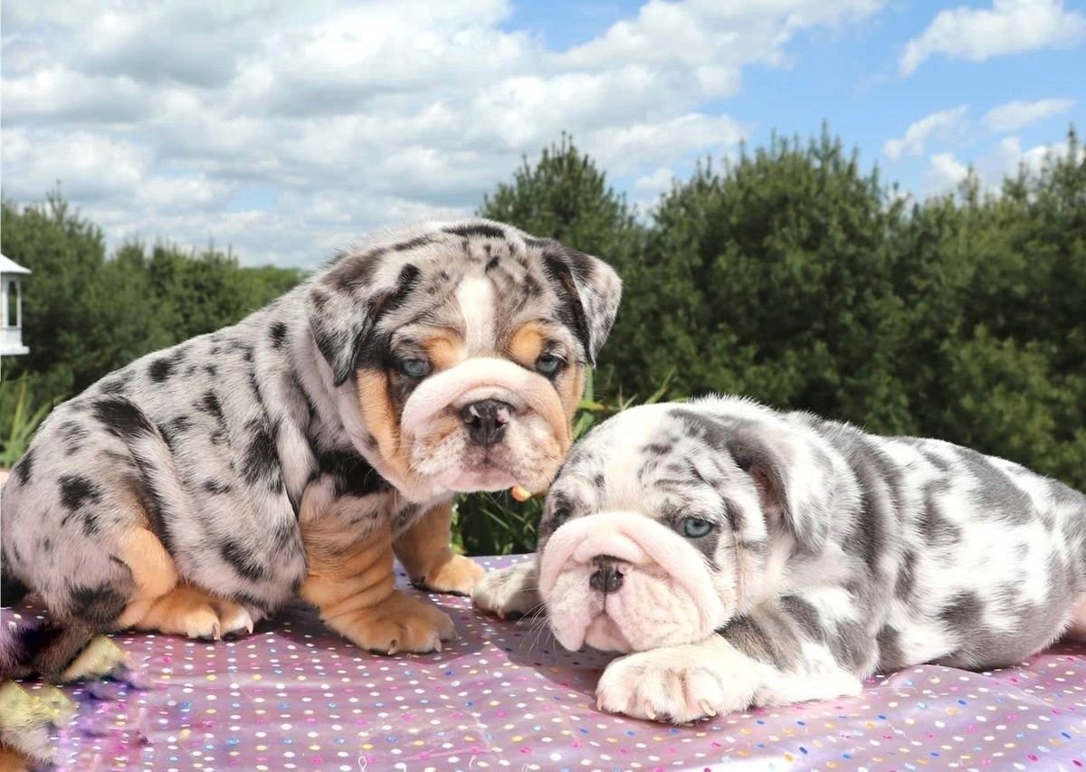 Строение полового члена французского бульдога