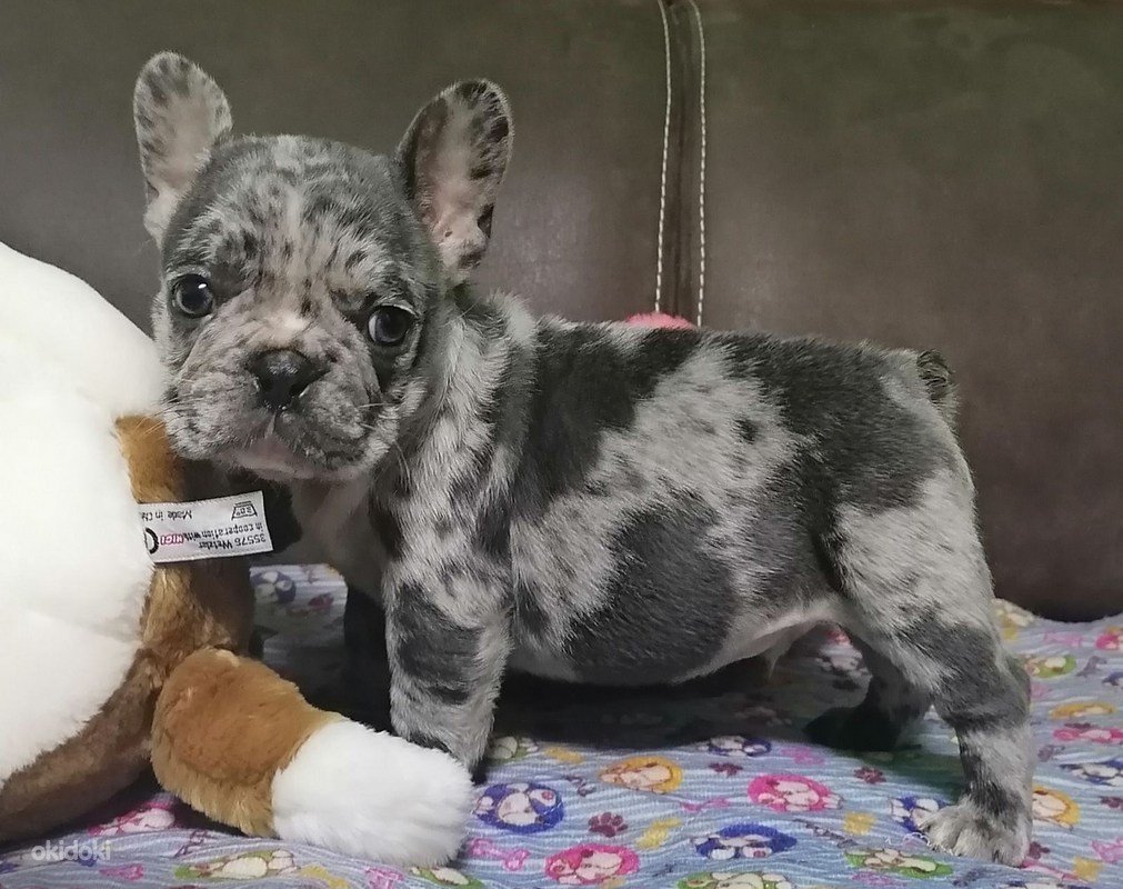 Французский бульдог щенок лиловый