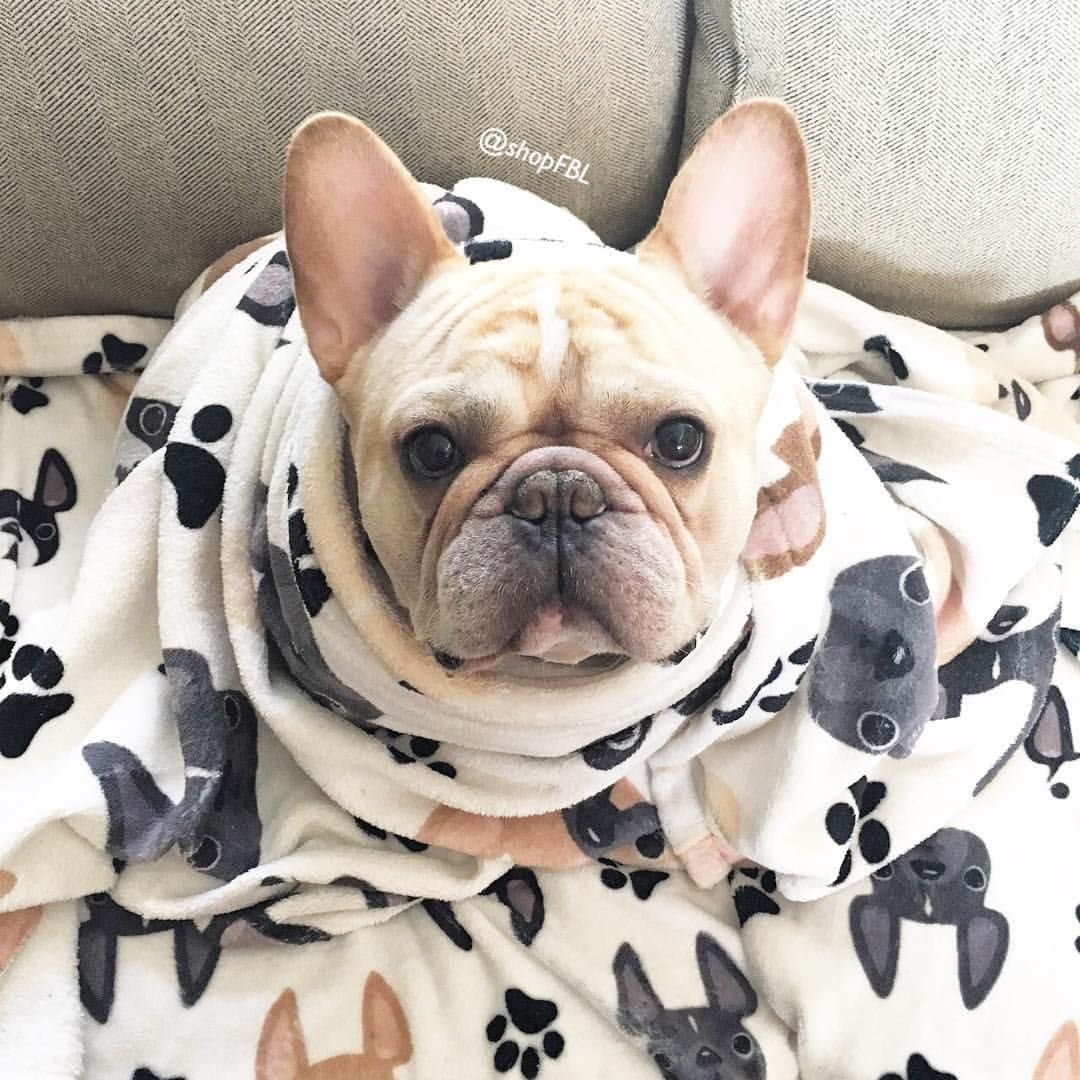 Французский бульдог Мерле