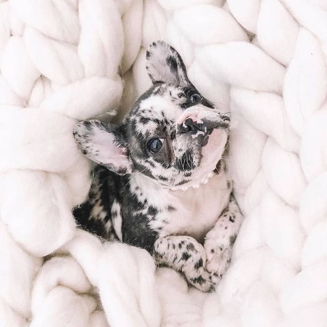 Французский бульдог Мерле