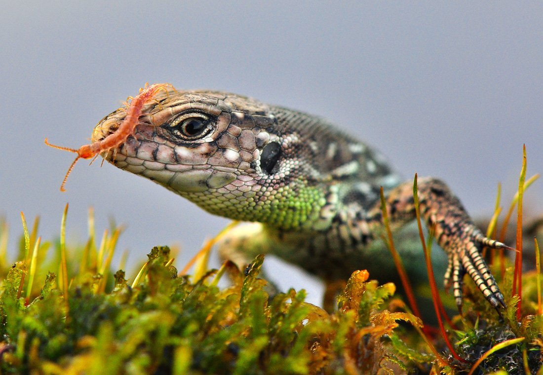 Пучеглазая ящерица