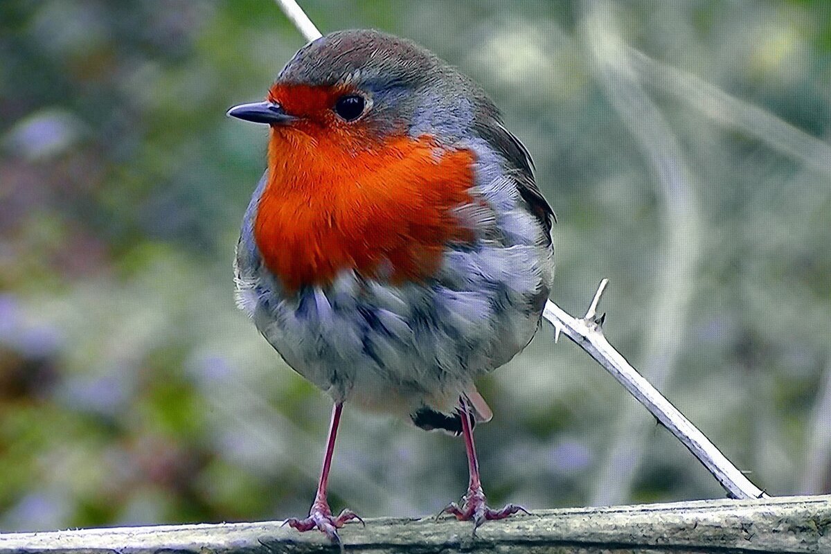 Бирюзовый овсянковый Кардинал