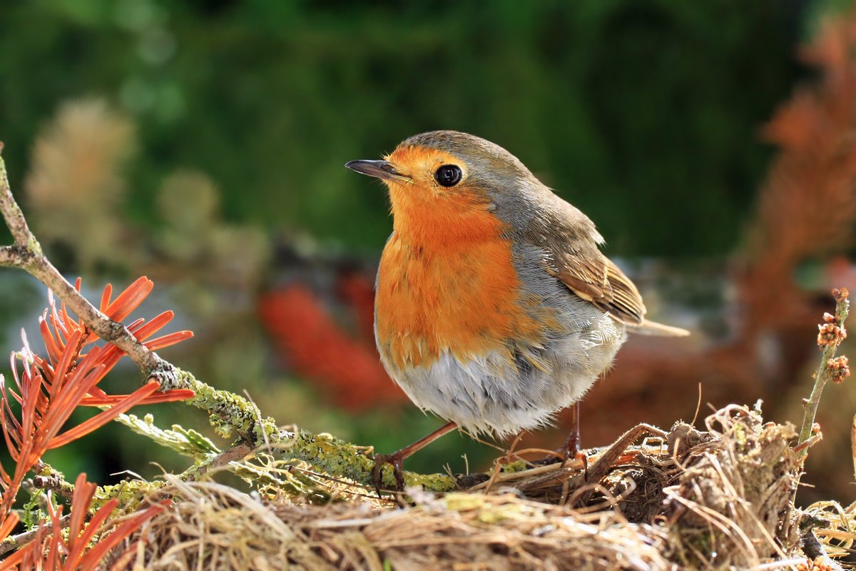Зорянка или Зарянка