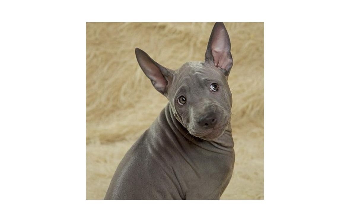 Тайский риджбек собака