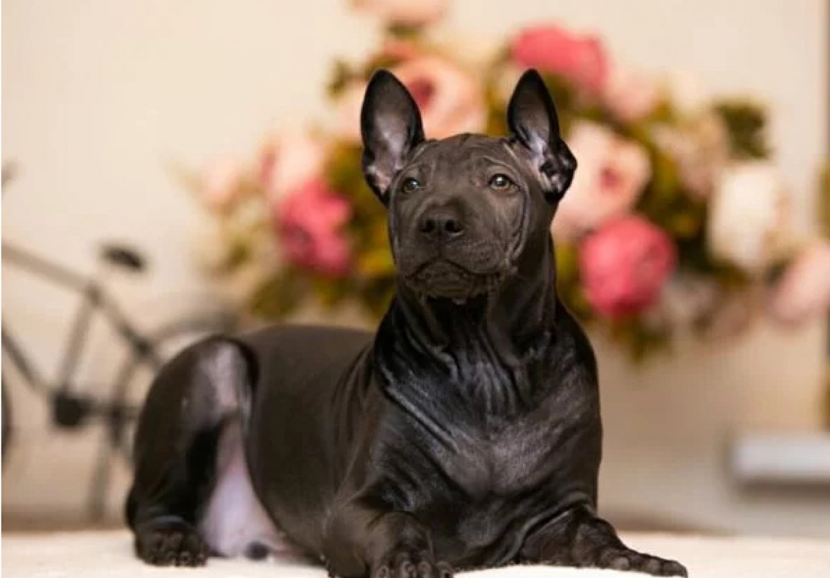 Тайский риджбек махагон