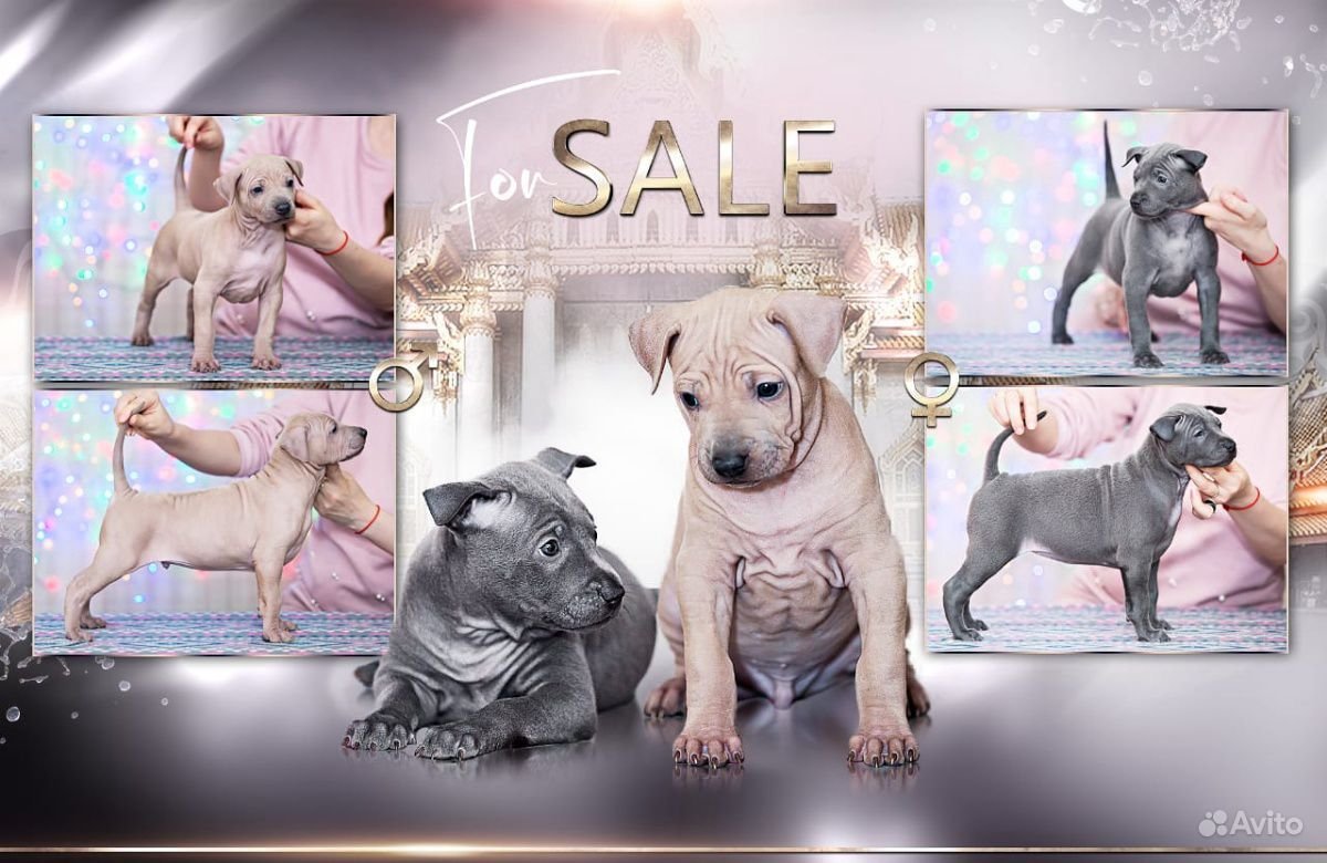 Питомник Фарфалла тайский риджбек