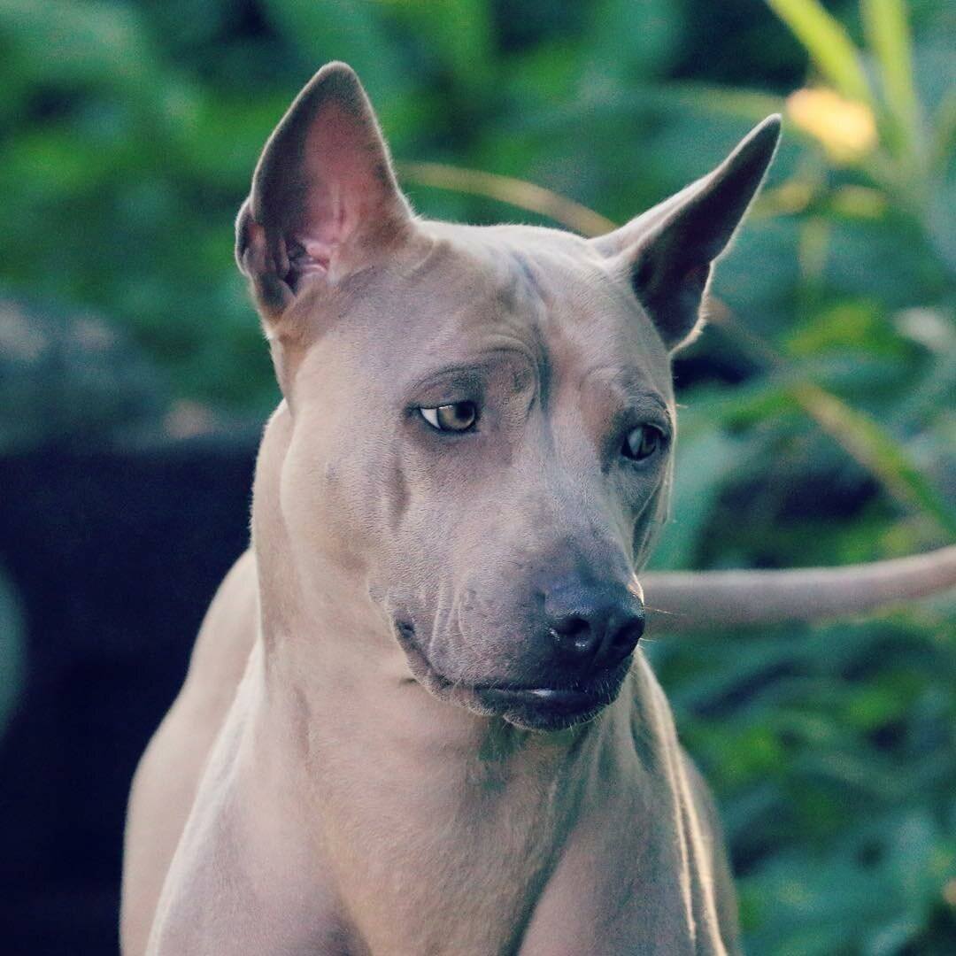 Щенок тайского риджбека с белым фоном